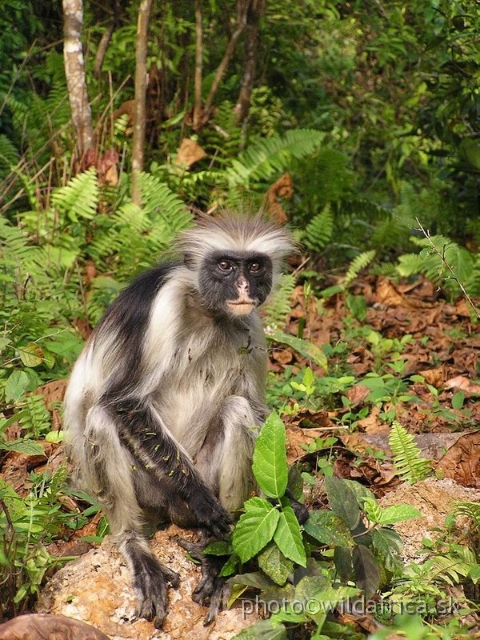 P8300429 xa.jpg - Zanzibar Red Colobus Monkey (Piliocolobus kirkii), 2006